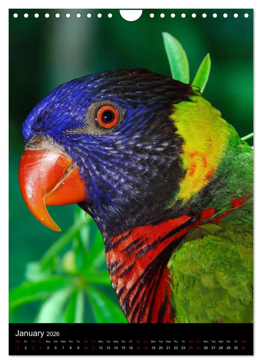 Bild: 9783516553710 | Fascinating parrots from all over the world (Wall Calendar 2026 DIN...