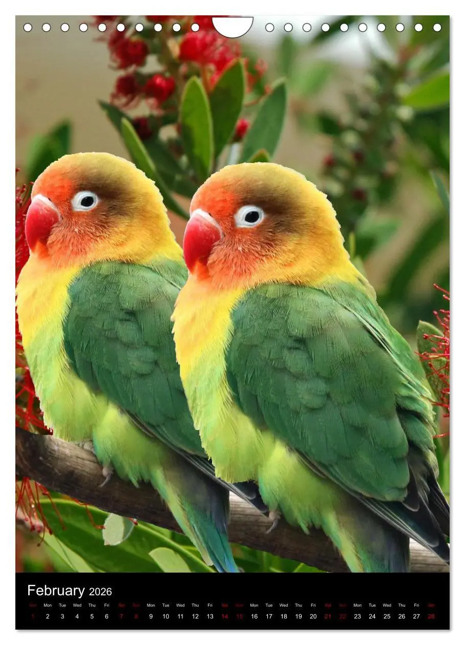 Bild: 9783516553710 | Fascinating parrots from all over the world (Wall Calendar 2026 DIN...