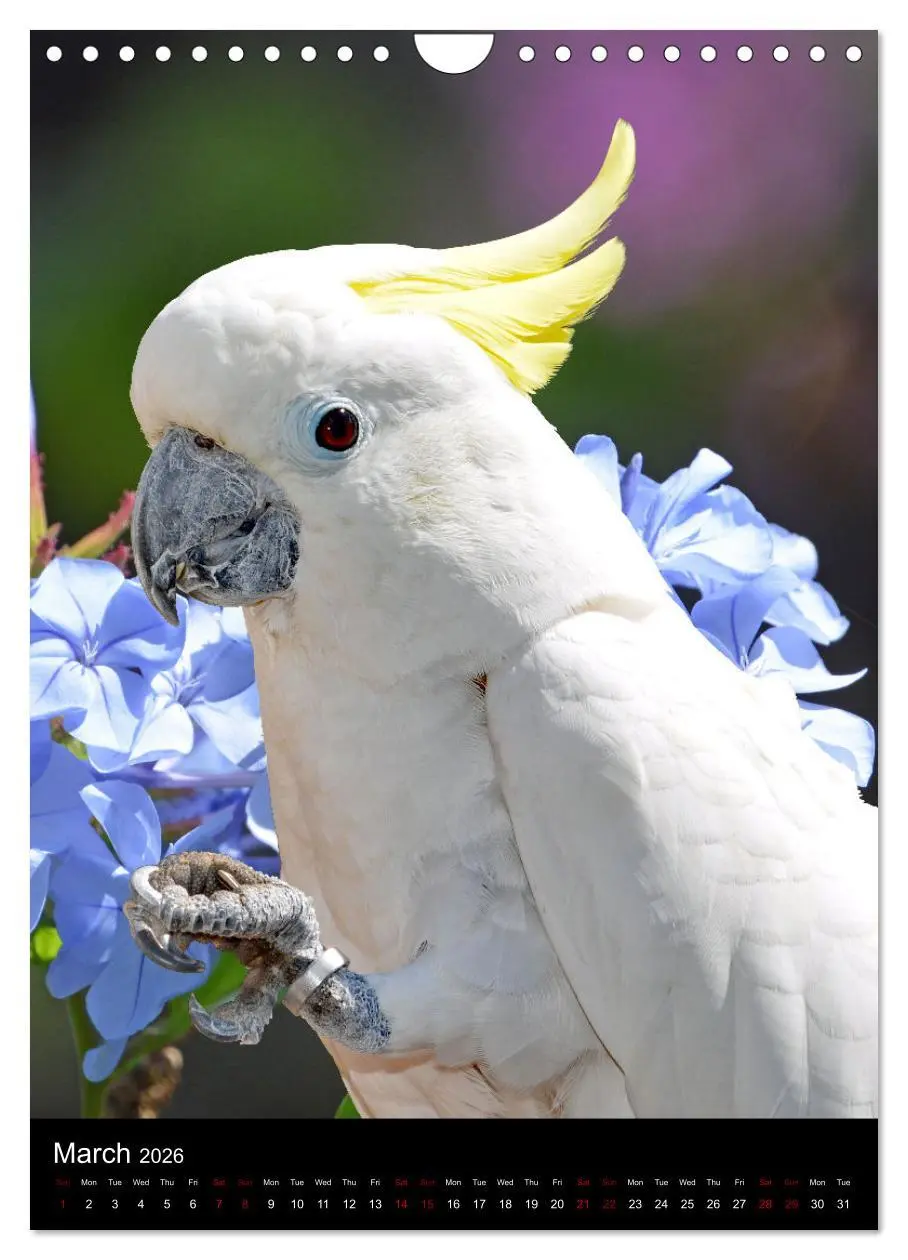 Bild: 9783516553710 | Fascinating parrots from all over the world (Wall Calendar 2026 DIN...