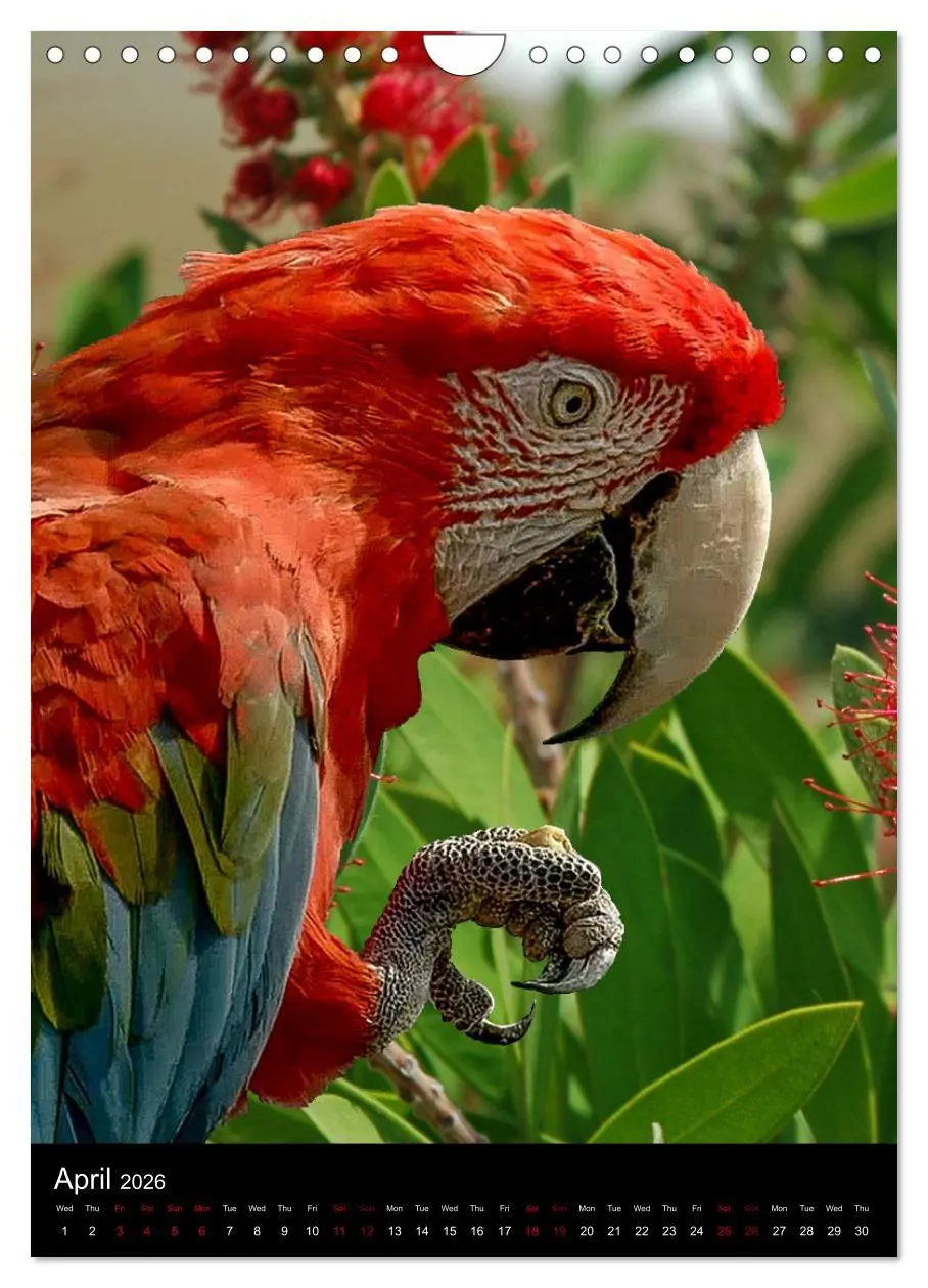 Bild: 9783516553710 | Fascinating parrots from all over the world (Wall Calendar 2026 DIN...