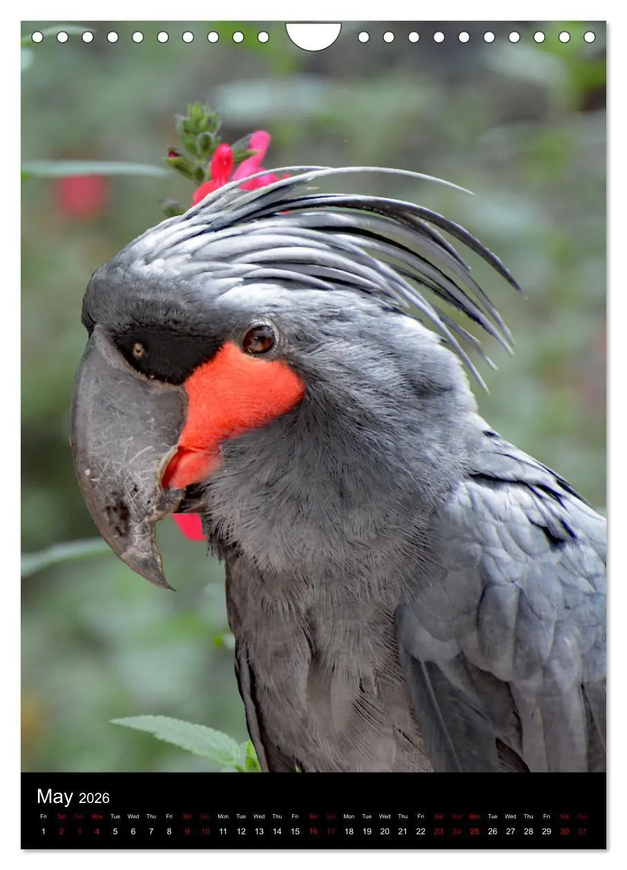 Bild: 9783516553710 | Fascinating parrots from all over the world (Wall Calendar 2026 DIN...