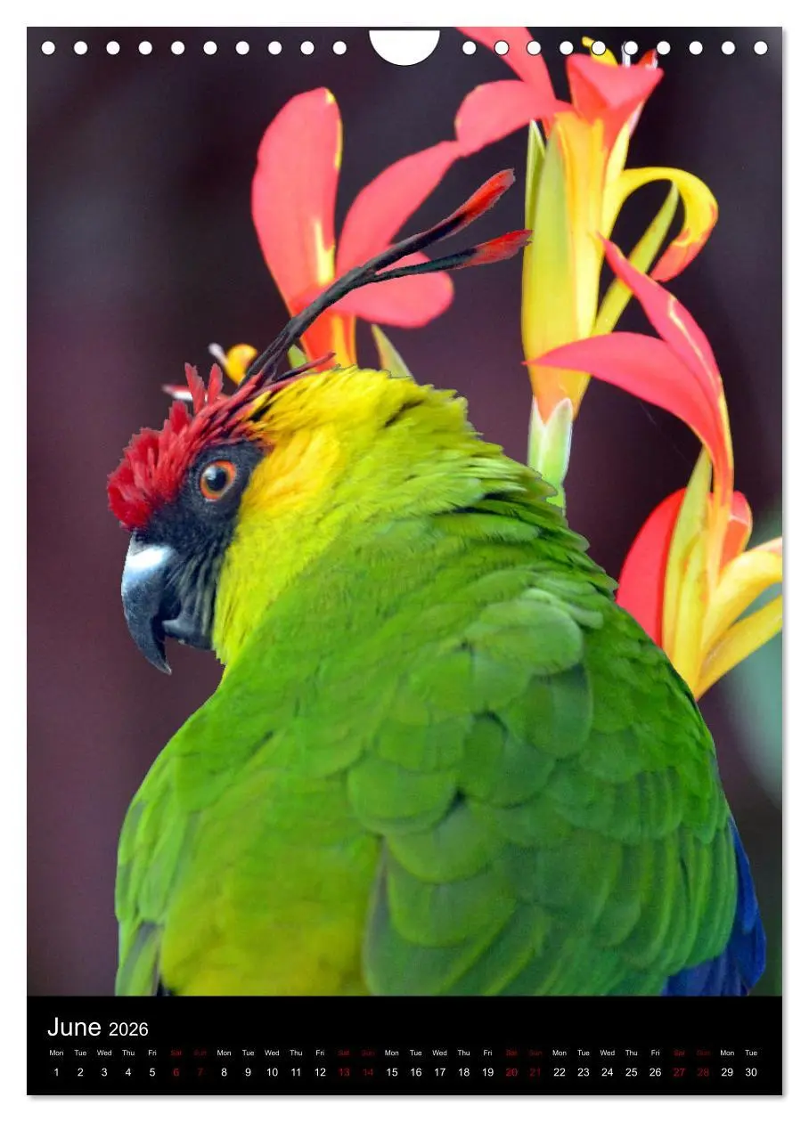 Bild: 9783516553710 | Fascinating parrots from all over the world (Wall Calendar 2026 DIN...