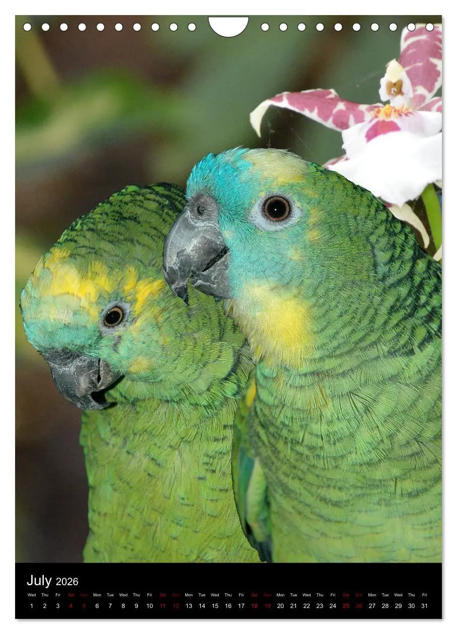Bild: 9783516553710 | Fascinating parrots from all over the world (Wall Calendar 2026 DIN...