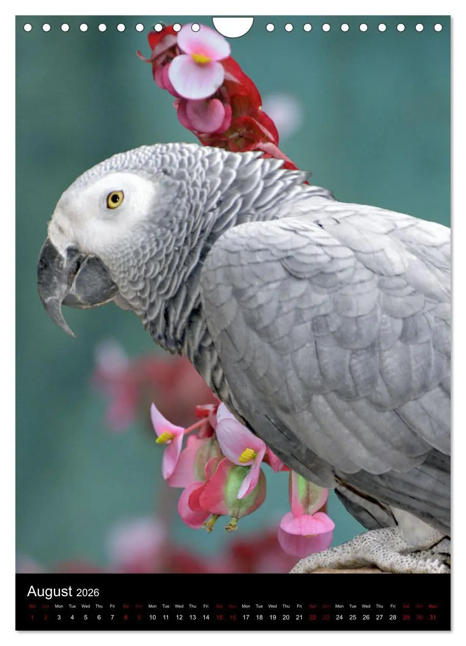 Bild: 9783516553710 | Fascinating parrots from all over the world (Wall Calendar 2026 DIN...