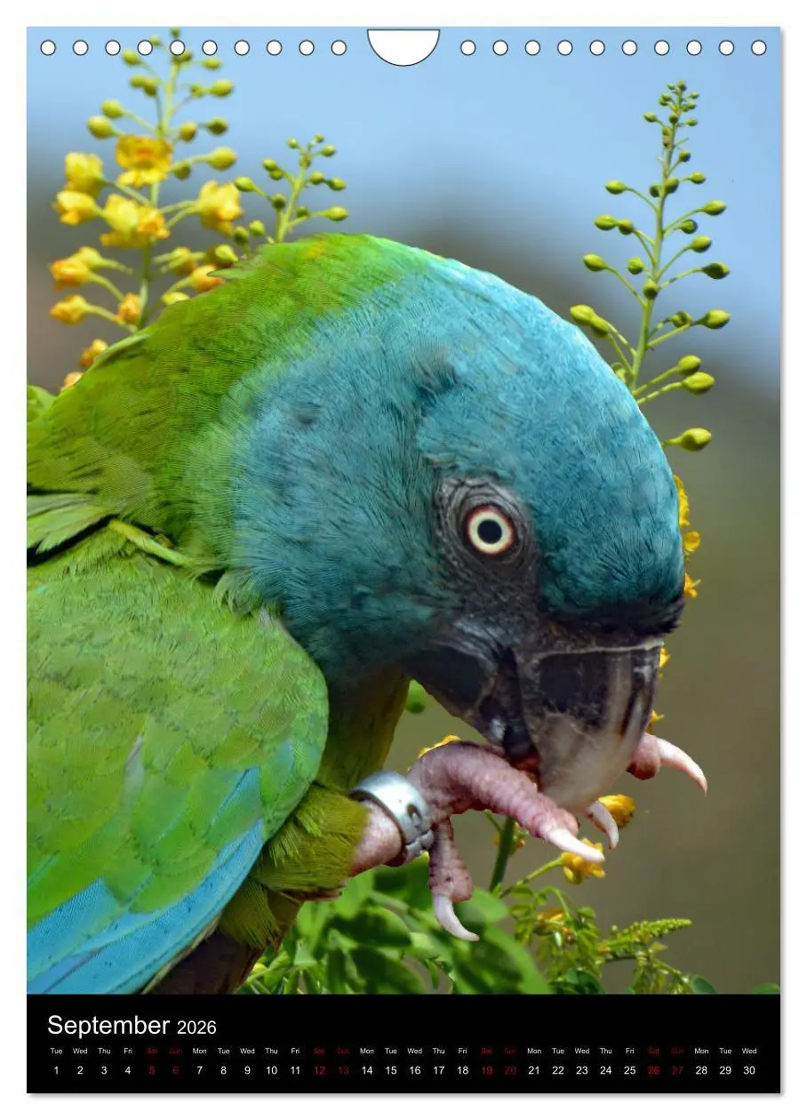 Bild: 9783516553710 | Fascinating parrots from all over the world (Wall Calendar 2026 DIN...