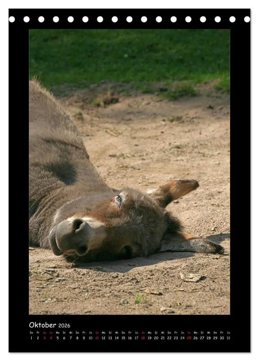 Bild: 9783516473810 | Esel und Mulis (Tischkalender 2026 DIN A5 hoch), CALVENDO...
