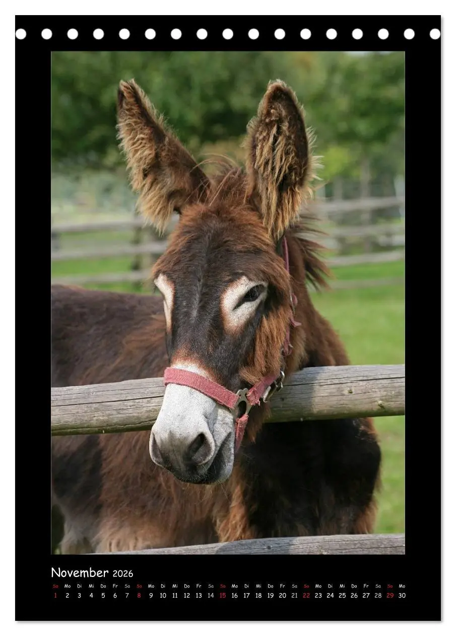 Bild: 9783516473810 | Esel und Mulis (Tischkalender 2026 DIN A5 hoch), CALVENDO...