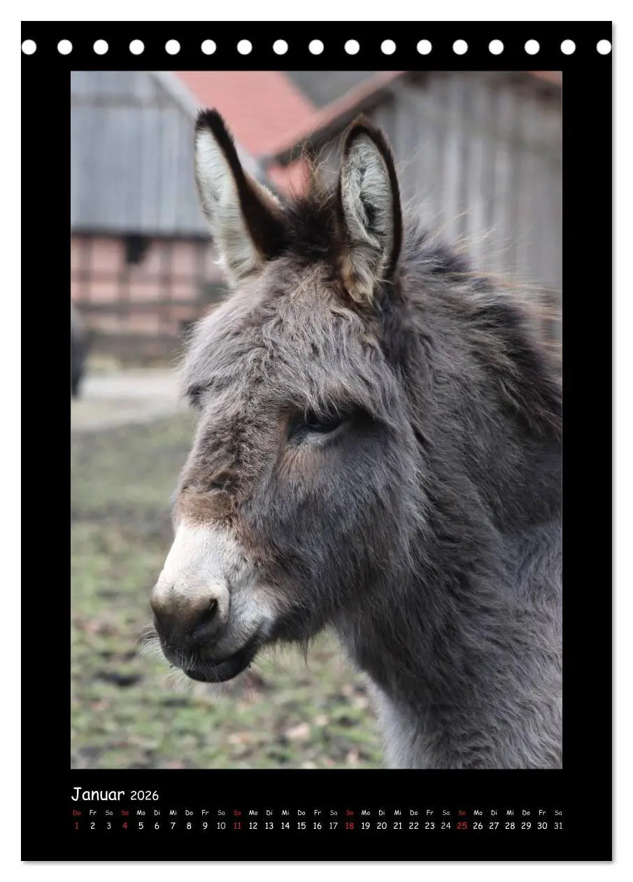 Bild: 9783516473810 | Esel und Mulis (Tischkalender 2026 DIN A5 hoch), CALVENDO...