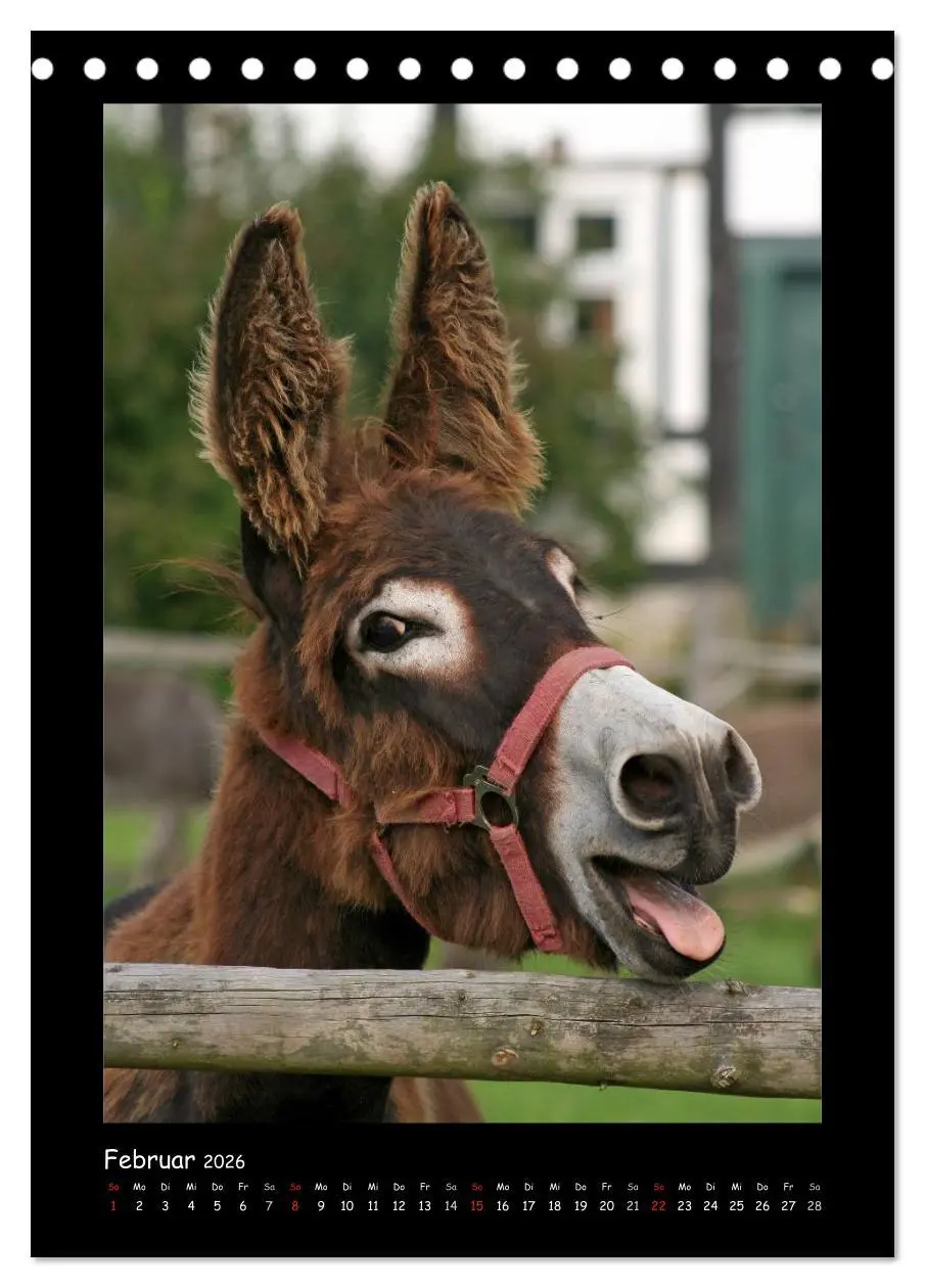 Bild: 9783516473810 | Esel und Mulis (Tischkalender 2026 DIN A5 hoch), CALVENDO...