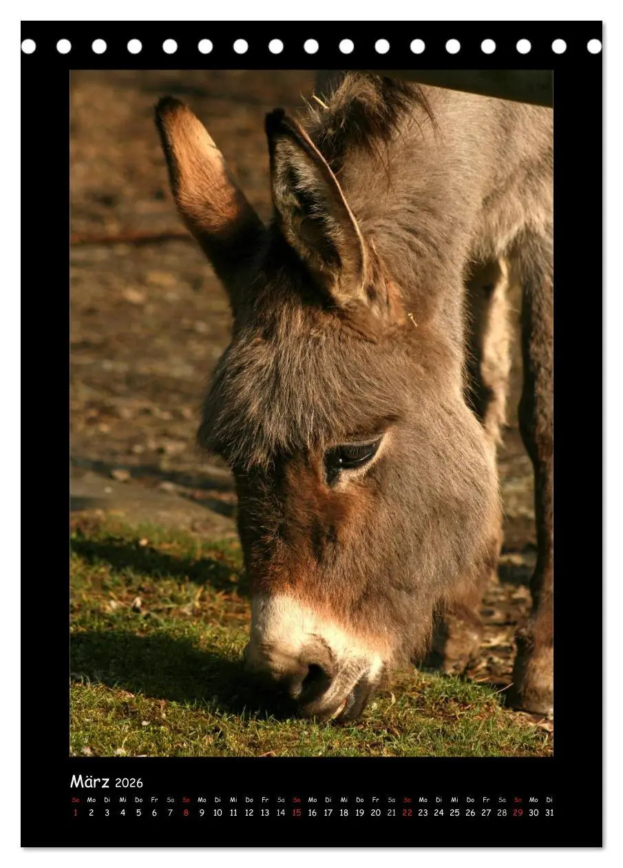 Bild: 9783516473810 | Esel und Mulis (Tischkalender 2026 DIN A5 hoch), CALVENDO...