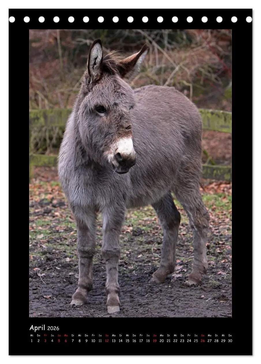 Bild: 9783516473810 | Esel und Mulis (Tischkalender 2026 DIN A5 hoch), CALVENDO...