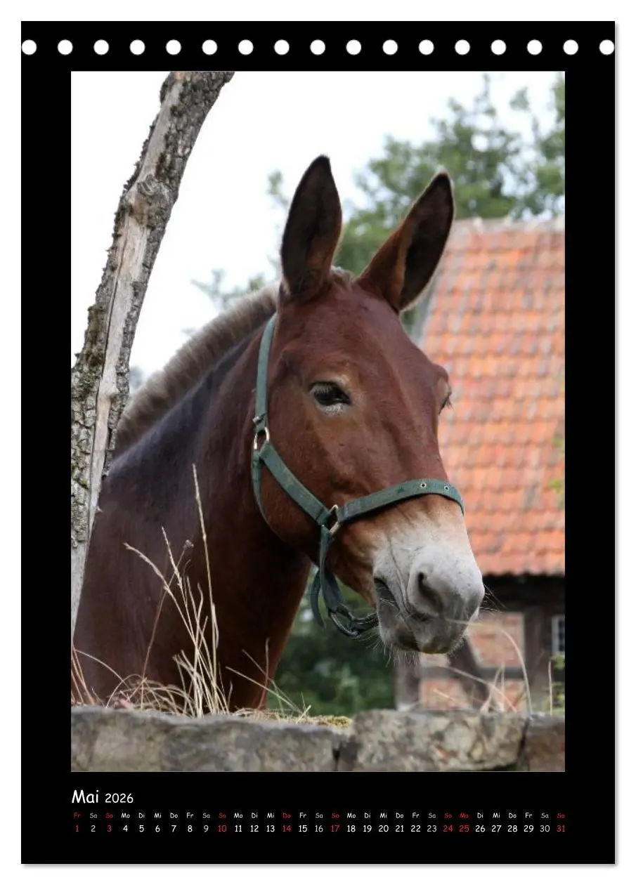 Bild: 9783516473810 | Esel und Mulis (Tischkalender 2026 DIN A5 hoch), CALVENDO...