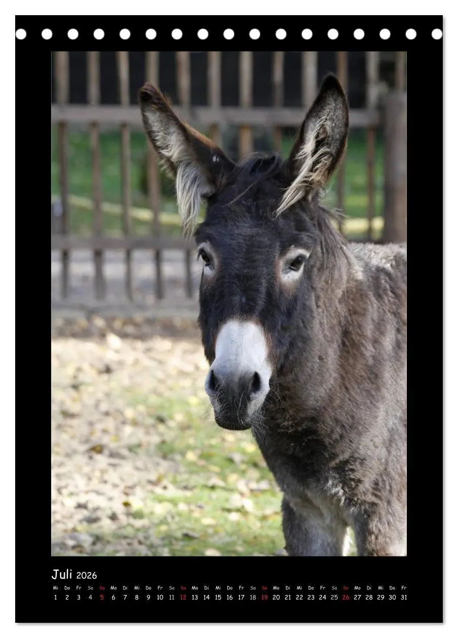 Bild: 9783516473810 | Esel und Mulis (Tischkalender 2026 DIN A5 hoch), CALVENDO...