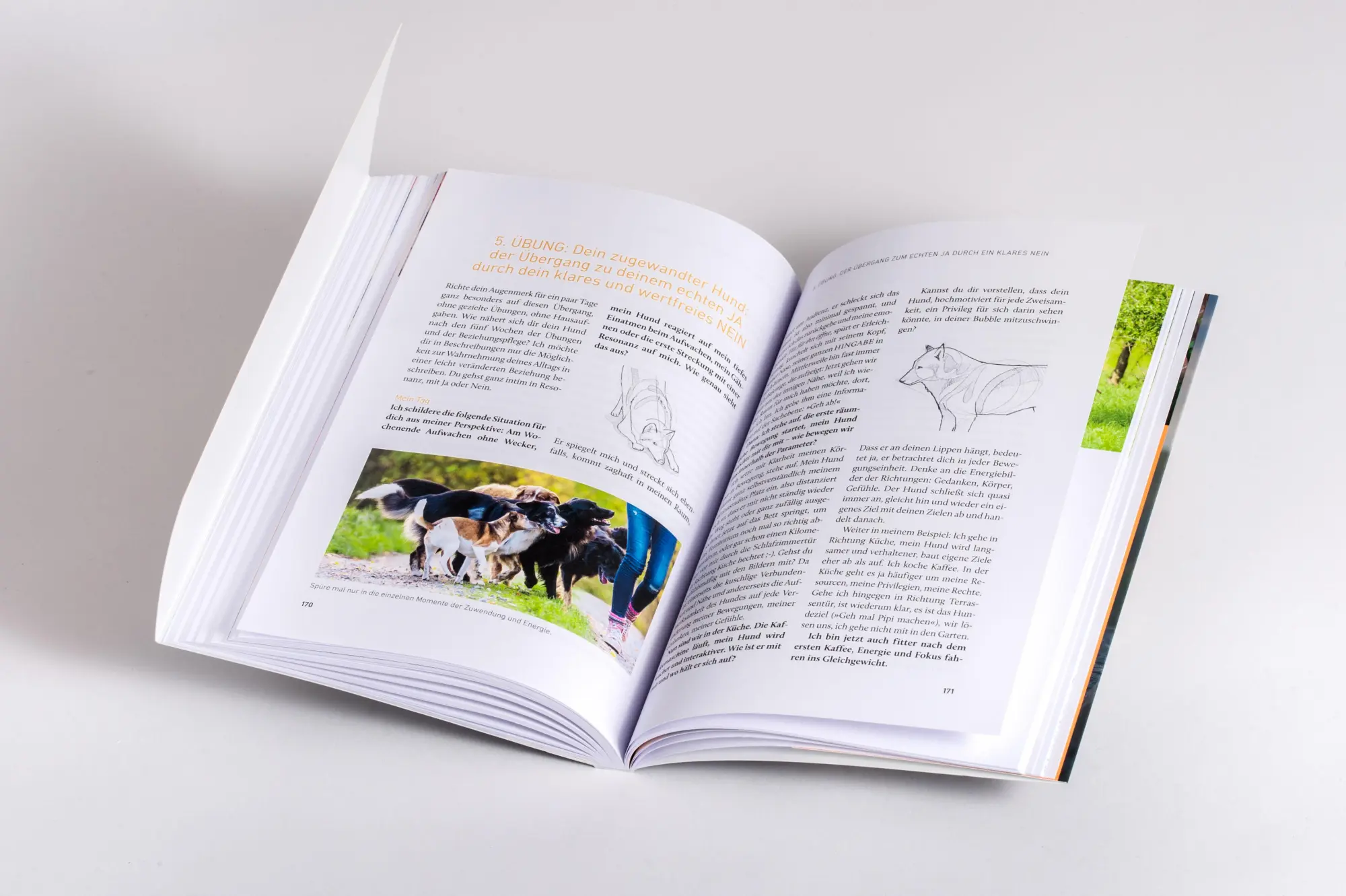 Bild: 9783442224210 | Nähe und Distanz in der Hundeerziehung | Nicole Brinkmann | Buch