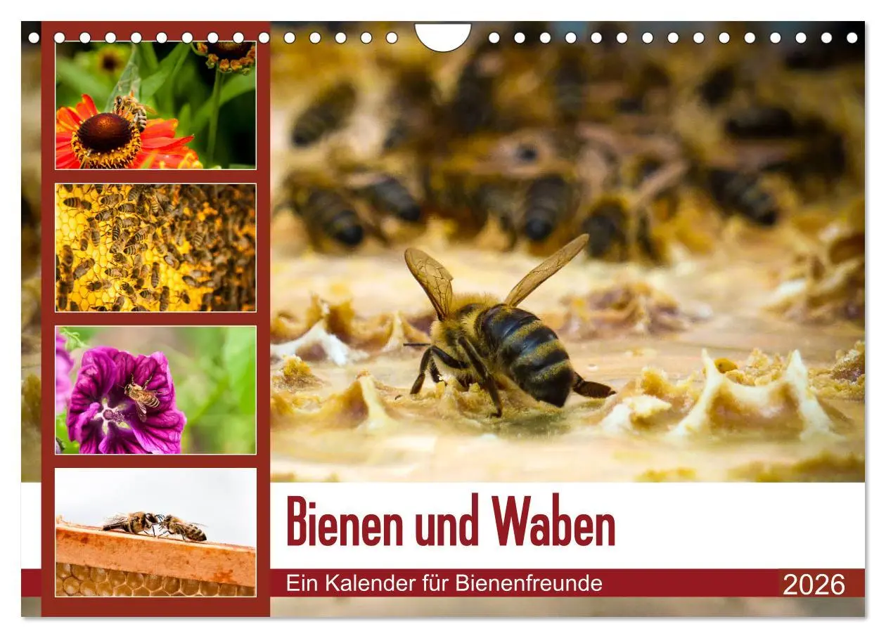 Cover: 9783457934210 | Bienen und Waben (Wandkalender 2026 DIN A4 quer), CALVENDO...