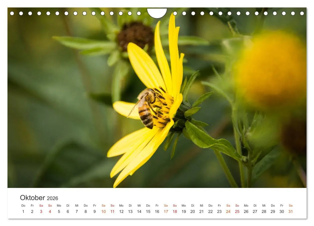 Bild: 9783457934210 | Bienen und Waben (Wandkalender 2026 DIN A4 quer), CALVENDO...