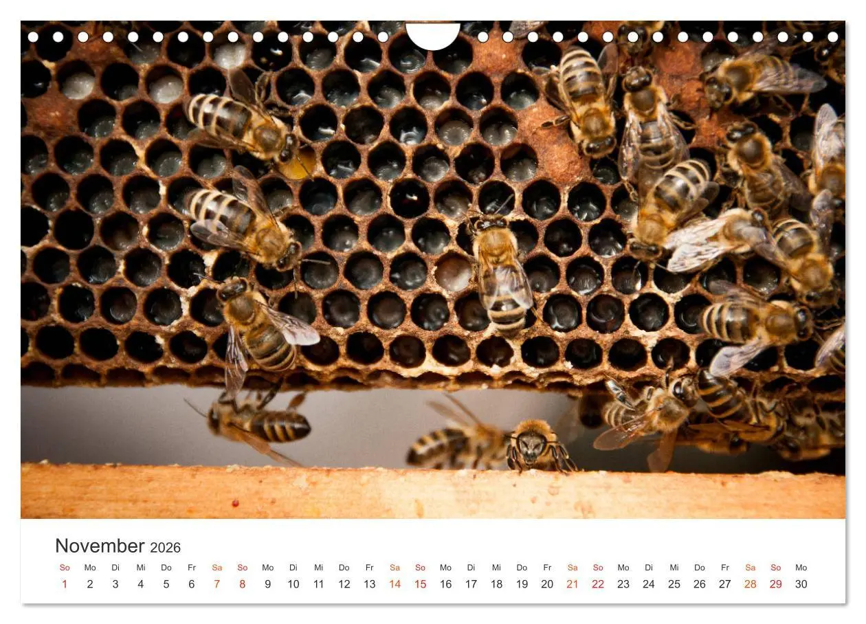 Bild: 9783457934210 | Bienen und Waben (Wandkalender 2026 DIN A4 quer), CALVENDO...
