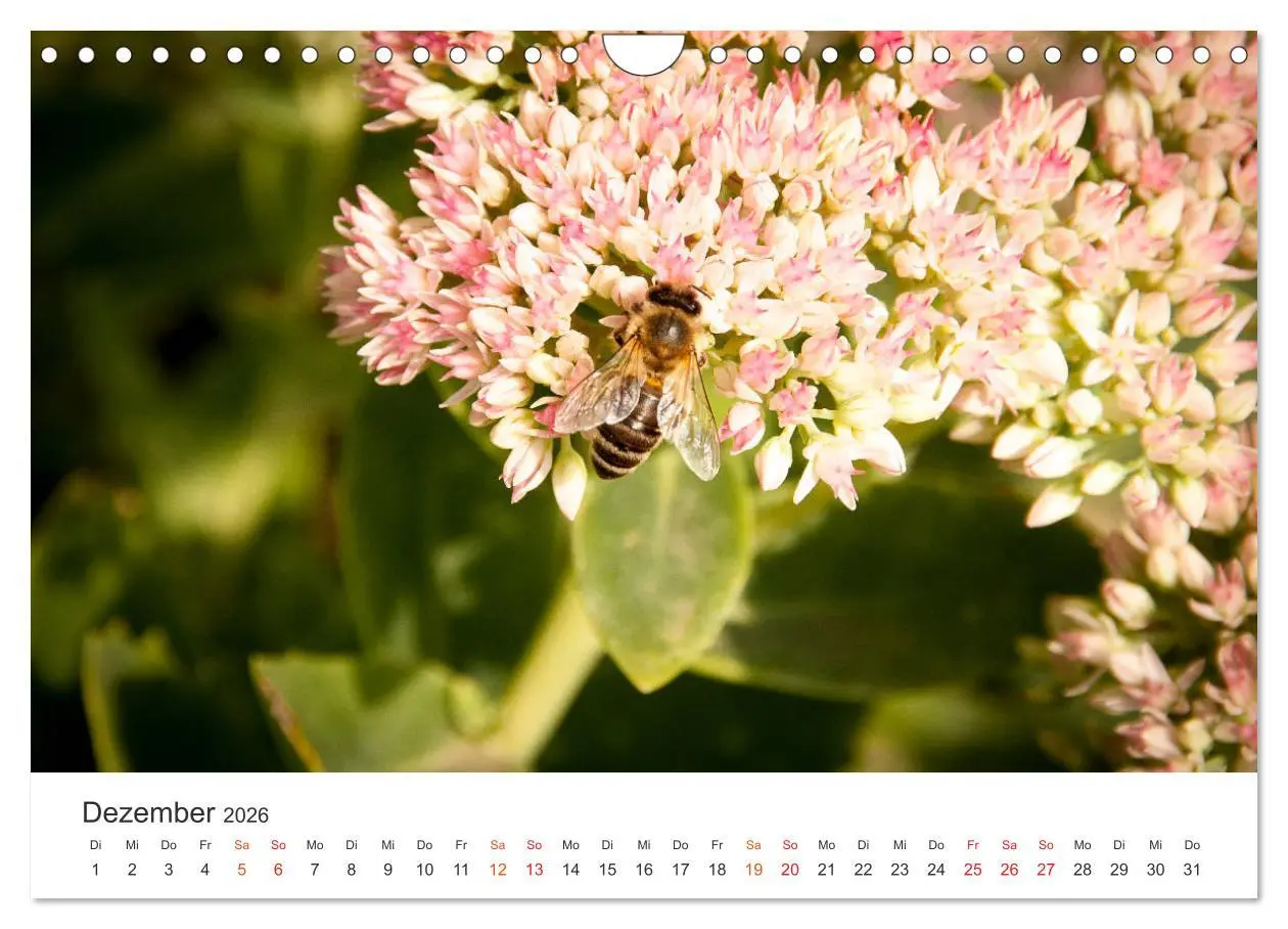 Bild: 9783457934210 | Bienen und Waben (Wandkalender 2026 DIN A4 quer), CALVENDO...