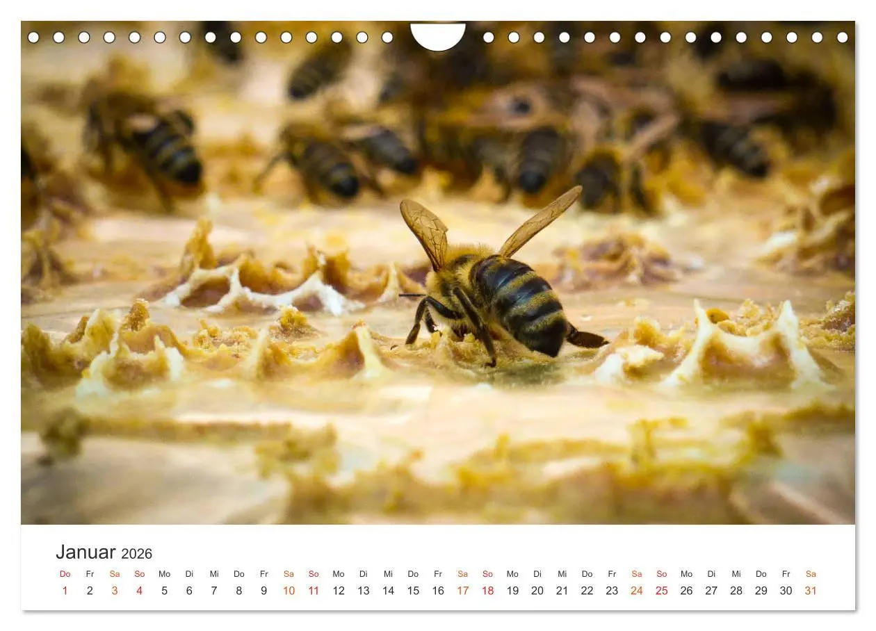 Bild: 9783457934210 | Bienen und Waben (Wandkalender 2026 DIN A4 quer), CALVENDO...