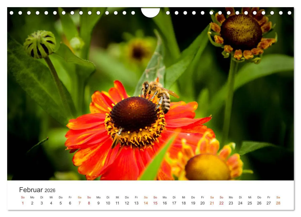 Bild: 9783457934210 | Bienen und Waben (Wandkalender 2026 DIN A4 quer), CALVENDO...