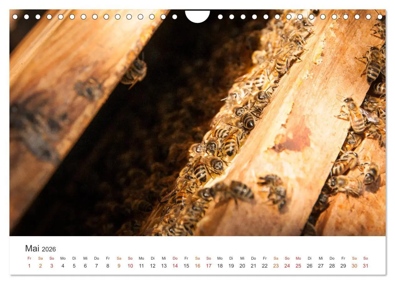 Bild: 9783457934210 | Bienen und Waben (Wandkalender 2026 DIN A4 quer), CALVENDO...
