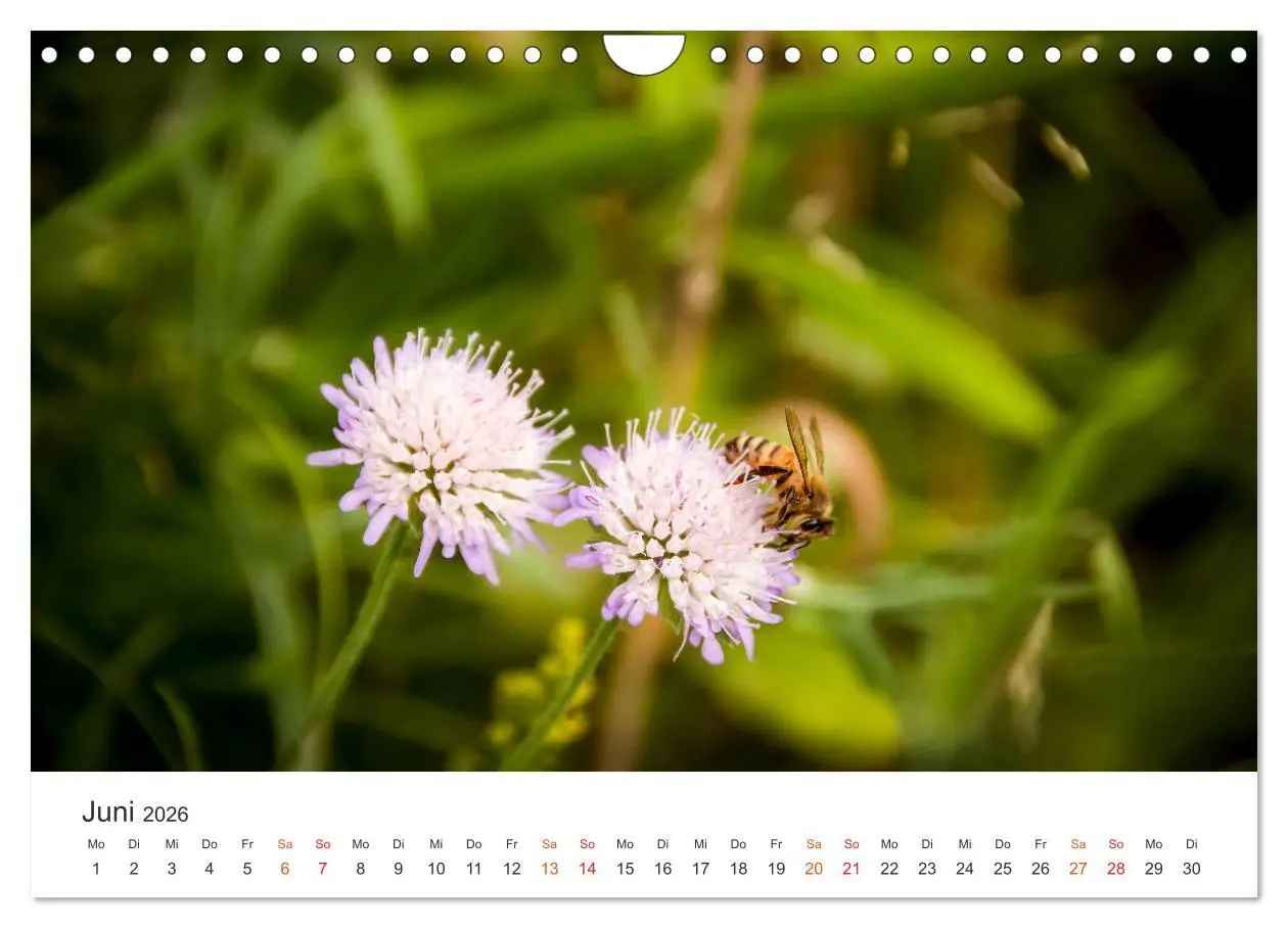 Bild: 9783457934210 | Bienen und Waben (Wandkalender 2026 DIN A4 quer), CALVENDO...