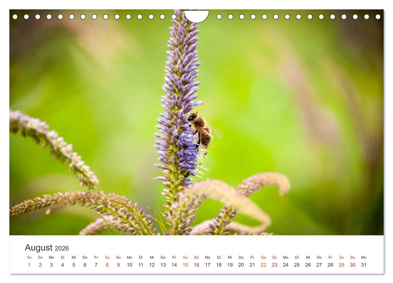 Bild: 9783457934210 | Bienen und Waben (Wandkalender 2026 DIN A4 quer), CALVENDO...