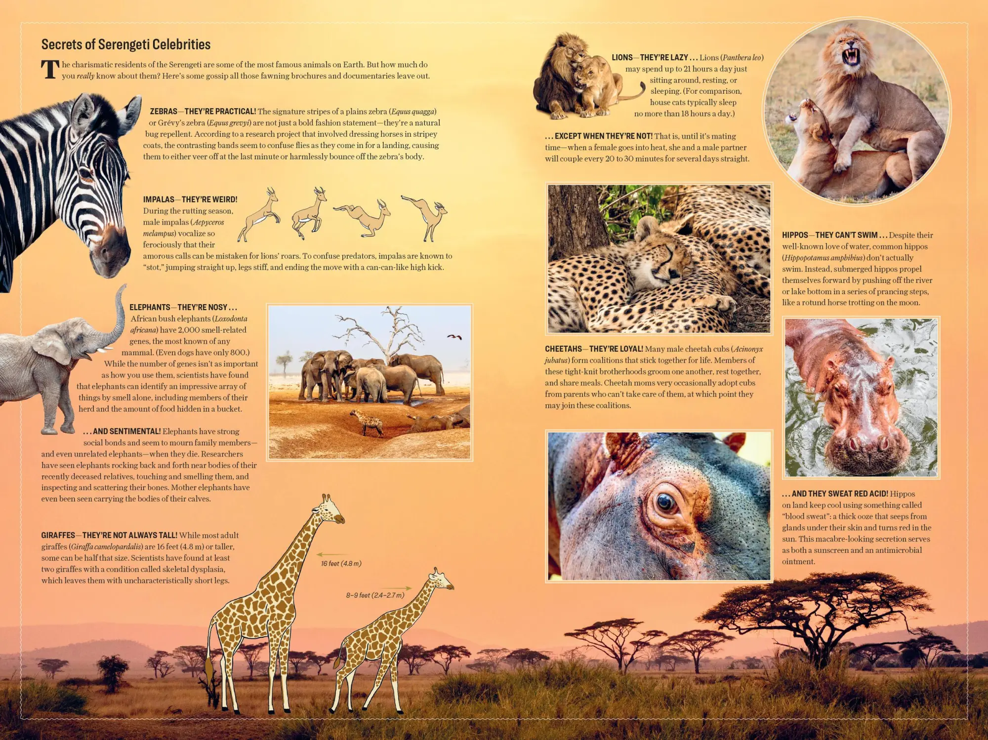 Bild: 9781523514410 | Atlas Obscura: Wild Life | Cara Giaimo (u. a.) | Buch | Workman Adult
