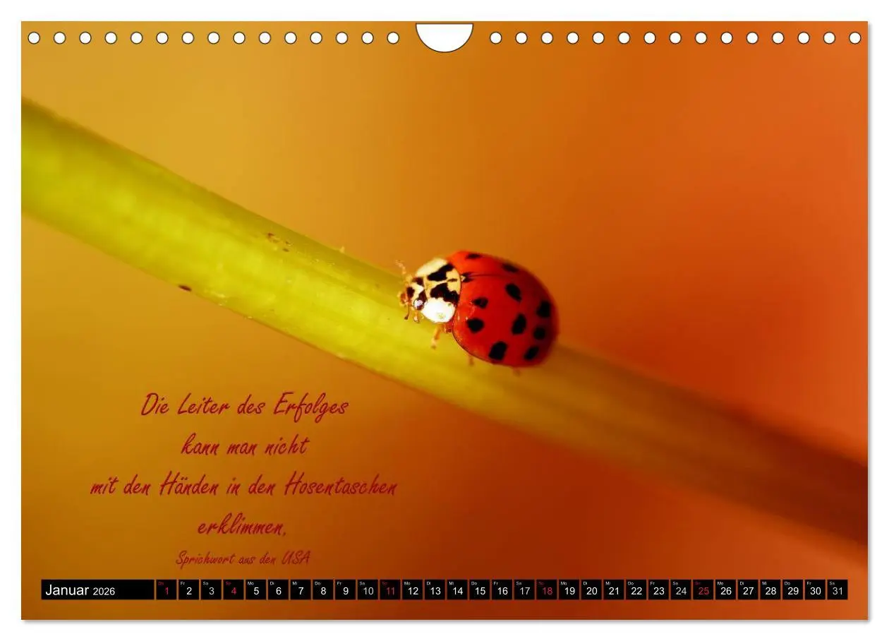 Bild: 9783516234510 | Das kleine, große Glück (Wandkalender 2026 DIN A4 quer), CALVENDO...