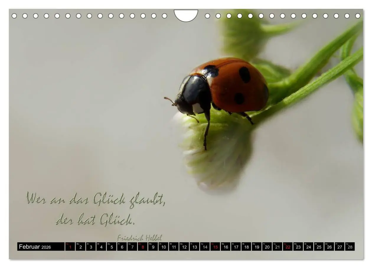 Bild: 9783516234510 | Das kleine, große Glück (Wandkalender 2026 DIN A4 quer), CALVENDO...