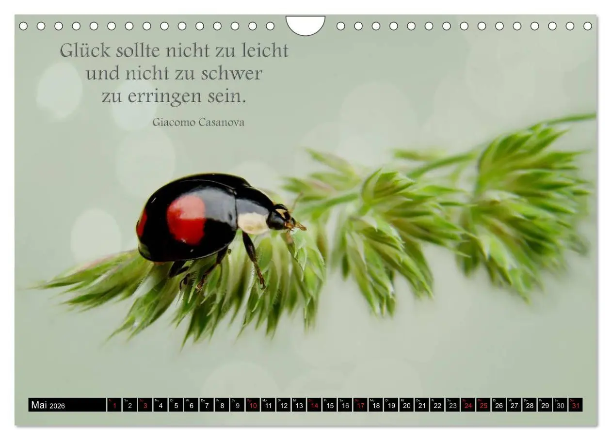 Bild: 9783516234510 | Das kleine, große Glück (Wandkalender 2026 DIN A4 quer), CALVENDO...
