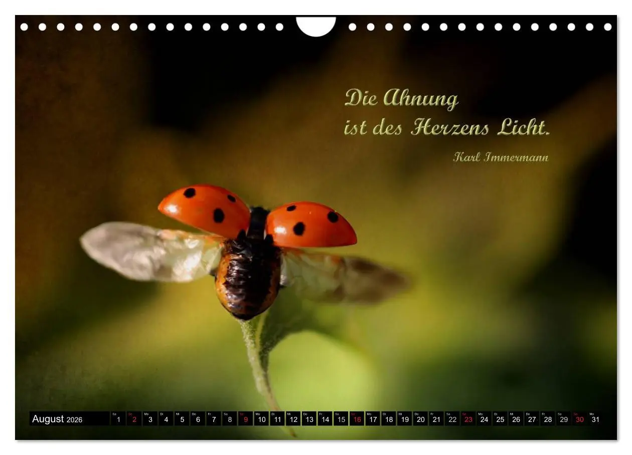Bild: 9783516234510 | Das kleine, große Glück (Wandkalender 2026 DIN A4 quer), CALVENDO...