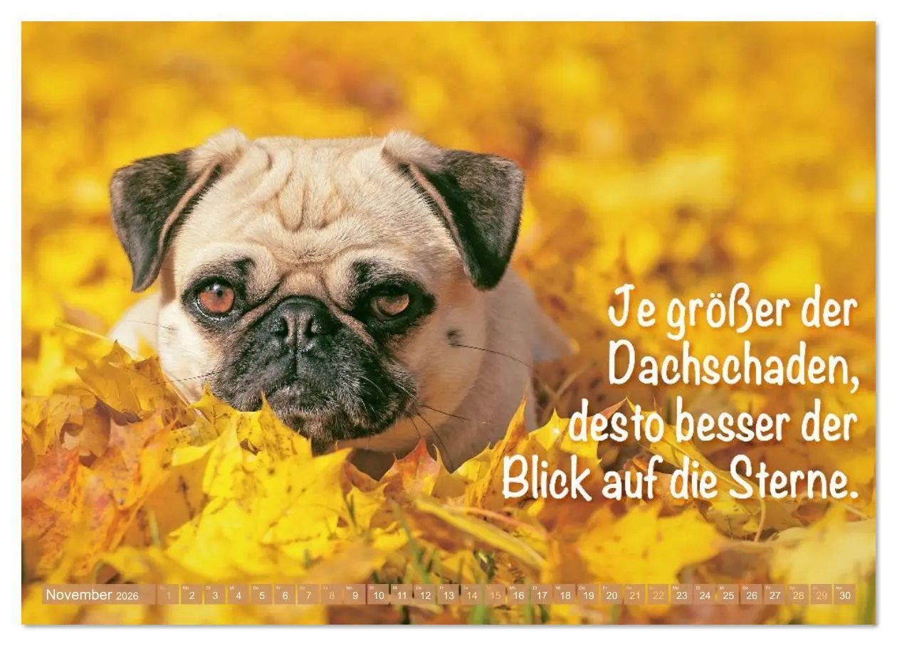 Bild: 9783516614510 | Lächeln mit Mops (Wandkalender 2026 DIN A3 quer), CALVENDO...
