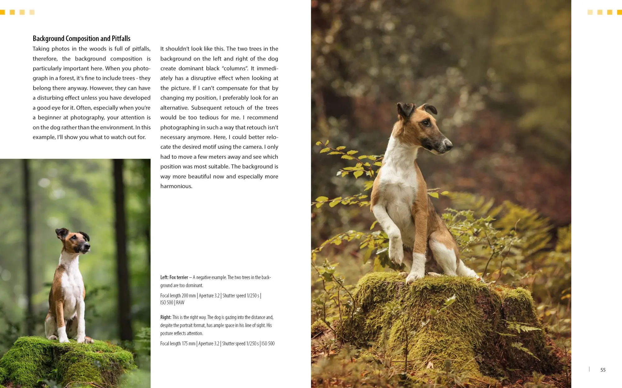 Bild: 9783832804510 | Dog Photography - Shooting with Bow "Wow" Effect | Heuser Regine