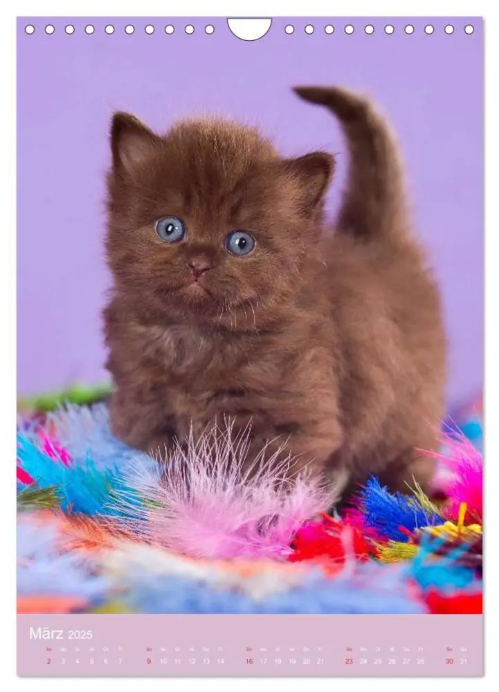 Bild: 9783457064610 | Tierkinder Hunde und Katzen (Wandkalender 2025 DIN A4 hoch),...