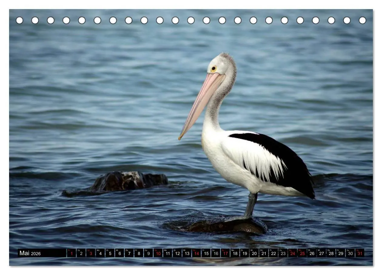Bild: 9783516224610 | Kangaroo Island (Tischkalender 2026 DIN A5 quer), CALVENDO...
