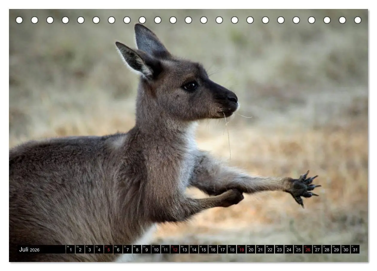 Bild: 9783516224610 | Kangaroo Island (Tischkalender 2026 DIN A5 quer), CALVENDO...