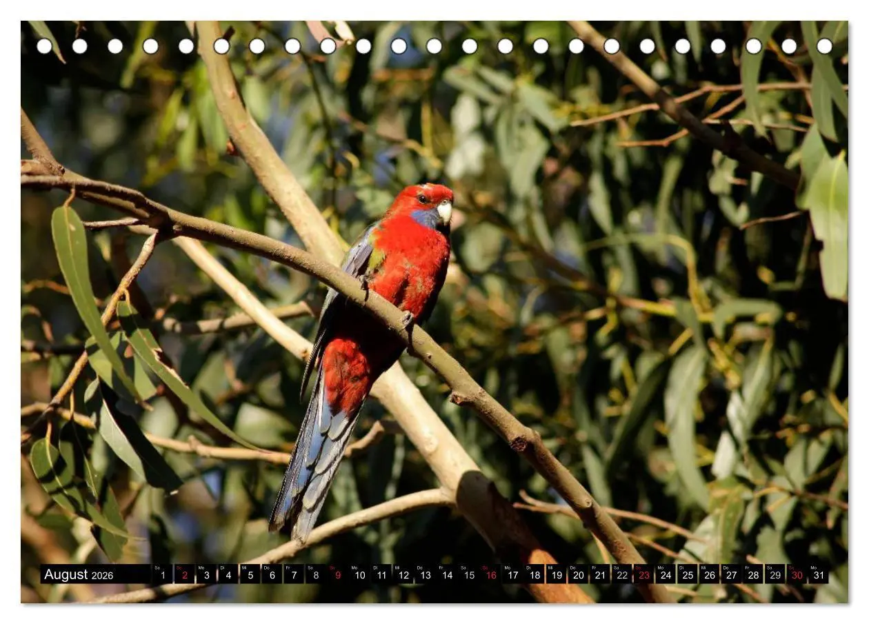 Bild: 9783516224610 | Kangaroo Island (Tischkalender 2026 DIN A5 quer), CALVENDO...
