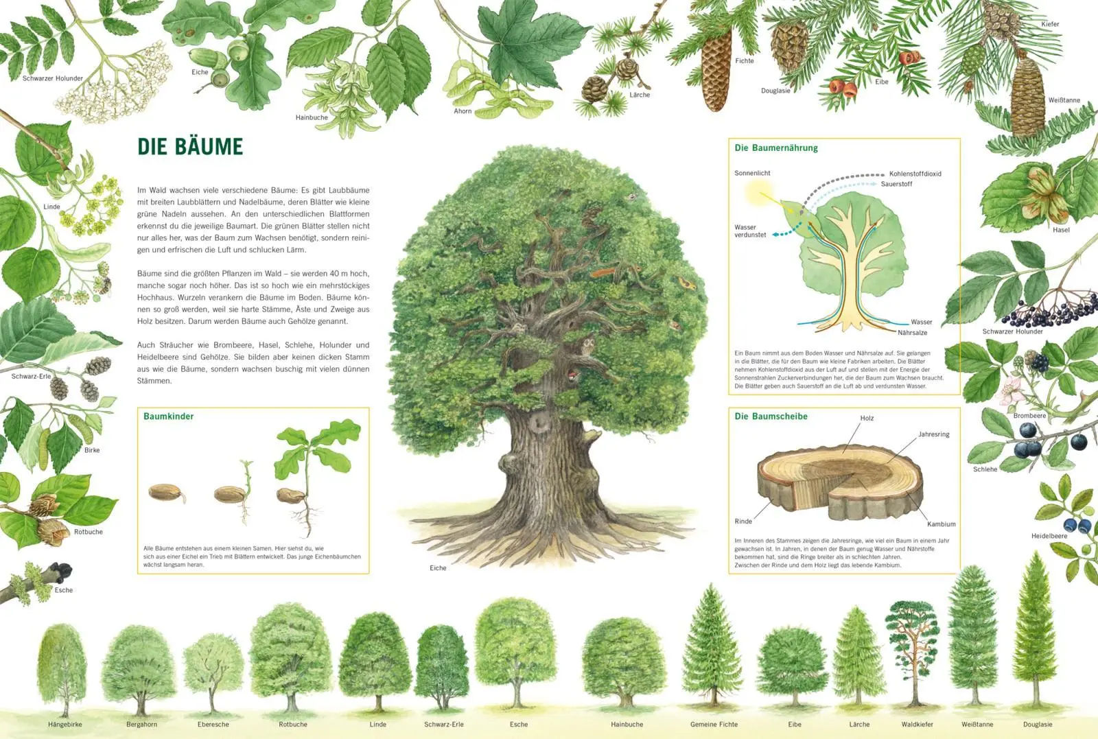 Bild: 9783551254610 | Im Wald | Bärbel Oftring | Buch | 18 S. | Deutsch | 2022