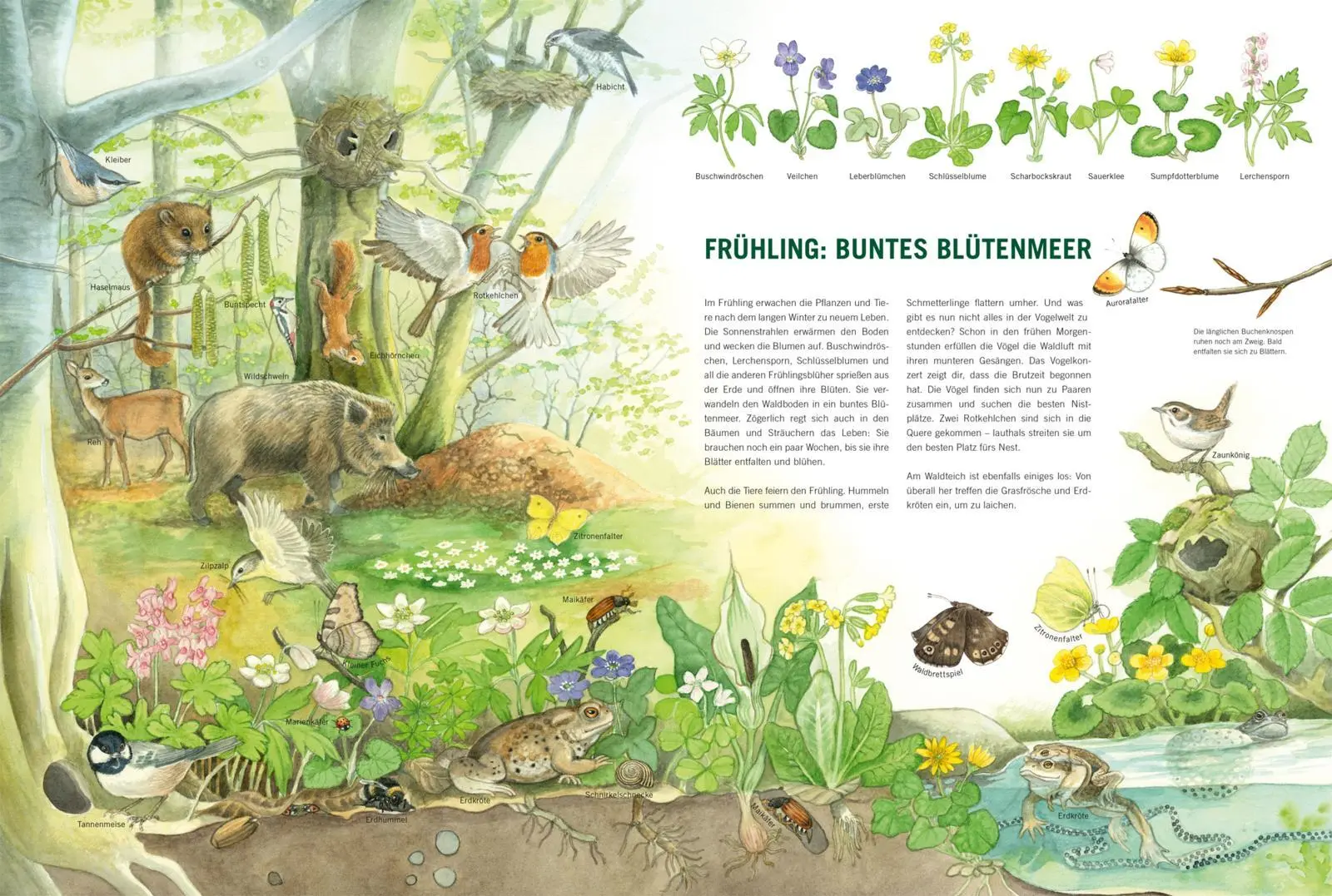 Bild: 9783551254610 | Im Wald | Bärbel Oftring | Buch | 18 S. | Deutsch | 2022