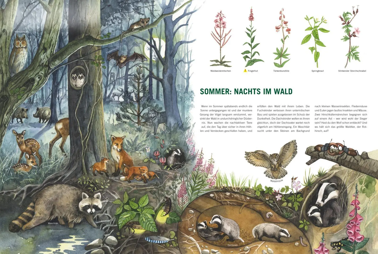 Bild: 9783551254610 | Im Wald | Bärbel Oftring | Buch | 18 S. | Deutsch | 2022