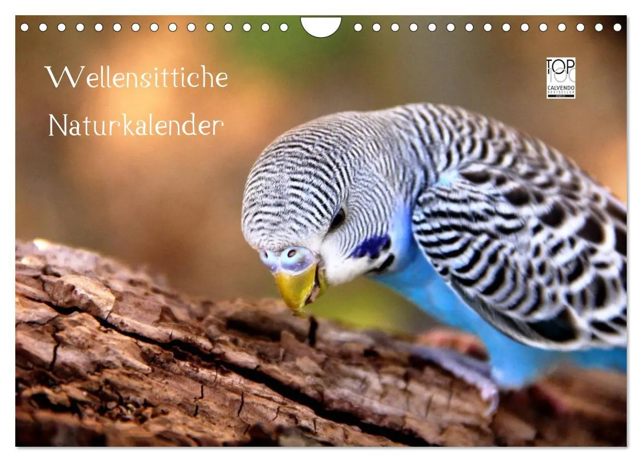 Cover: 9783516204810 | Wellensittiche - Naturkalender (Wandkalender 2026 DIN A4 quer),...