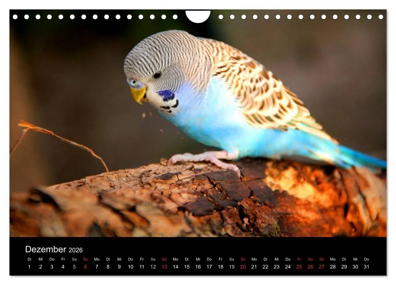 Bild: 9783516204810 | Wellensittiche - Naturkalender (Wandkalender 2026 DIN A4 quer),...