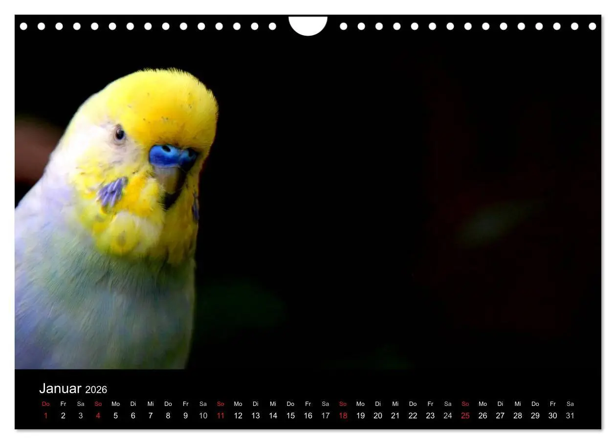 Bild: 9783516204810 | Wellensittiche - Naturkalender (Wandkalender 2026 DIN A4 quer),...