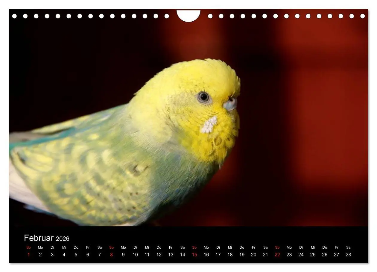 Bild: 9783516204810 | Wellensittiche - Naturkalender (Wandkalender 2026 DIN A4 quer),...