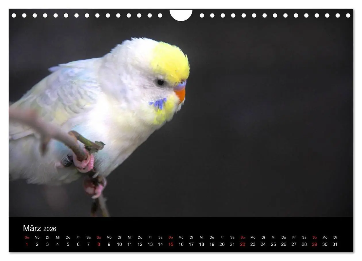 Bild: 9783516204810 | Wellensittiche - Naturkalender (Wandkalender 2026 DIN A4 quer),...