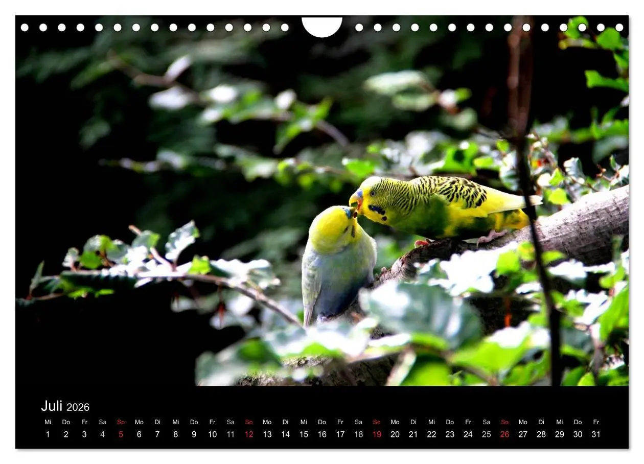 Bild: 9783516204810 | Wellensittiche - Naturkalender (Wandkalender 2026 DIN A4 quer),...