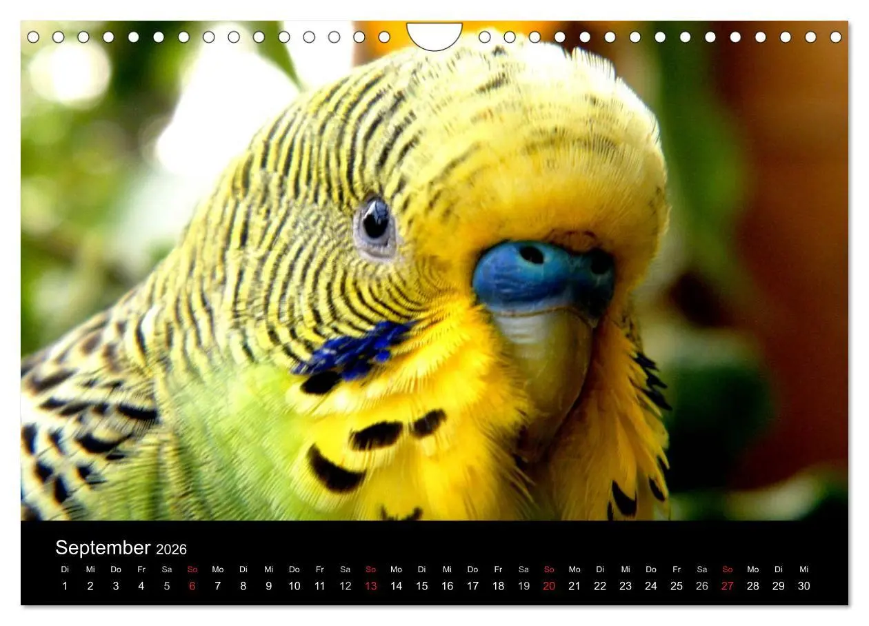 Bild: 9783516204810 | Wellensittiche - Naturkalender (Wandkalender 2026 DIN A4 quer),...
