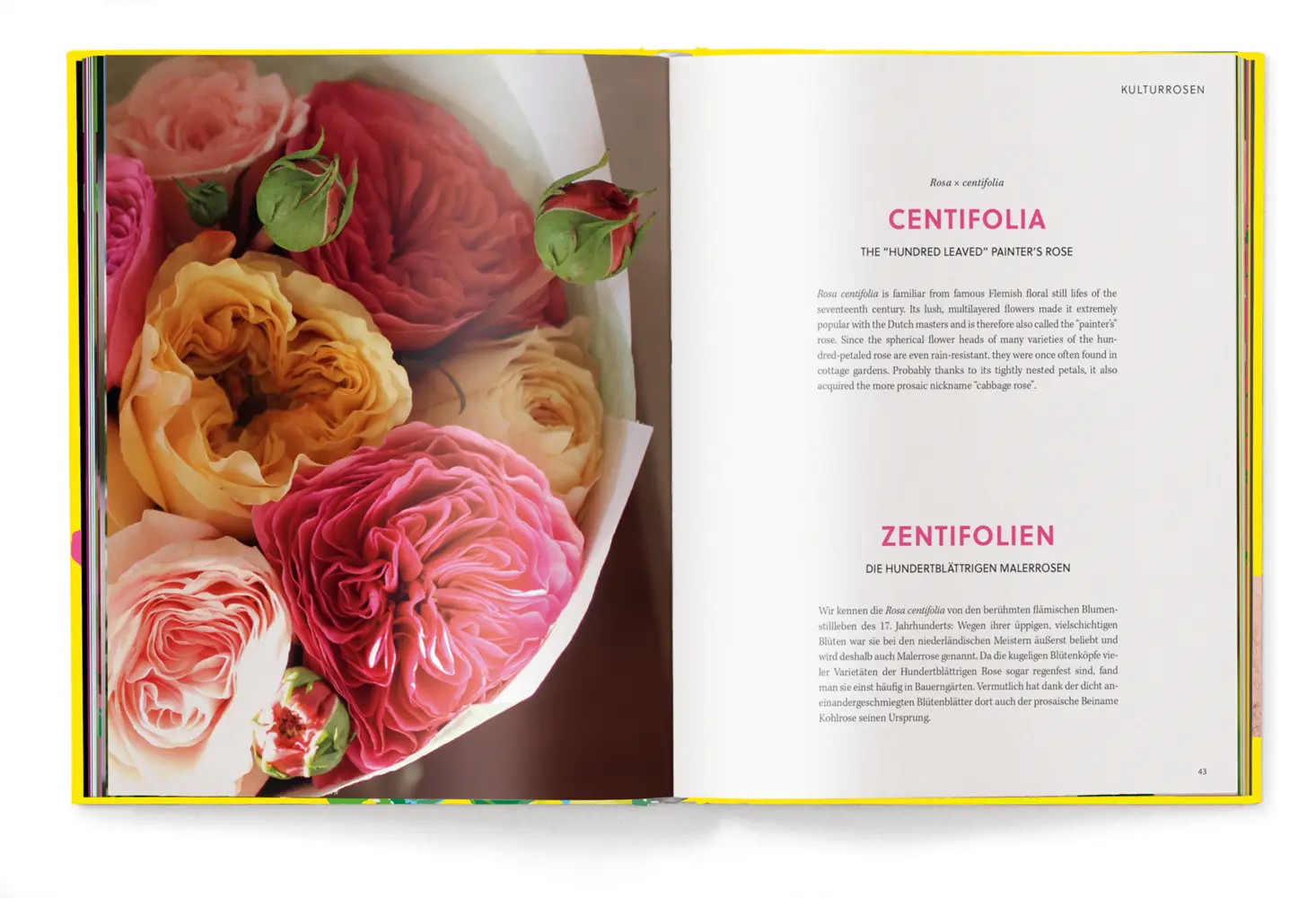 Bild: 9783961714810 | Floramour: Roses / Rosen | FlorAmour | Anja Klaffenbach | Buch | 2023