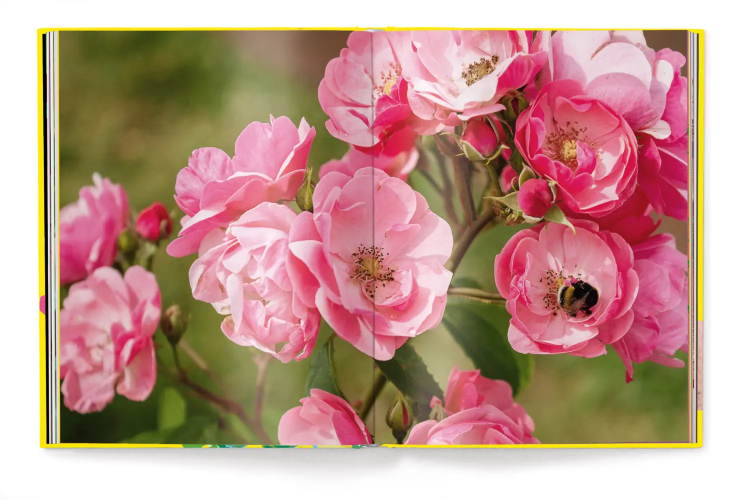 Bild: 9783961714810 | Floramour: Roses / Rosen | FlorAmour | Anja Klaffenbach | Buch | 2023